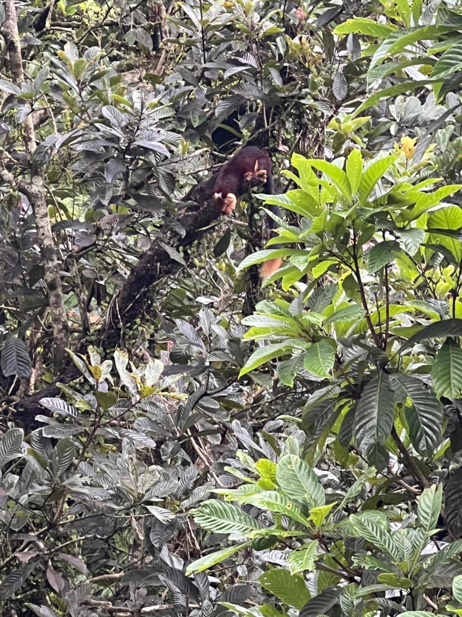 Hotel Abad Brookside Wayanad Vythiri Esterno foto