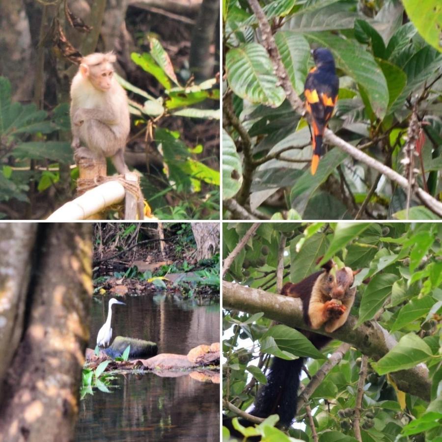 Hotel Abad Brookside Wayanad Vythiri Esterno foto