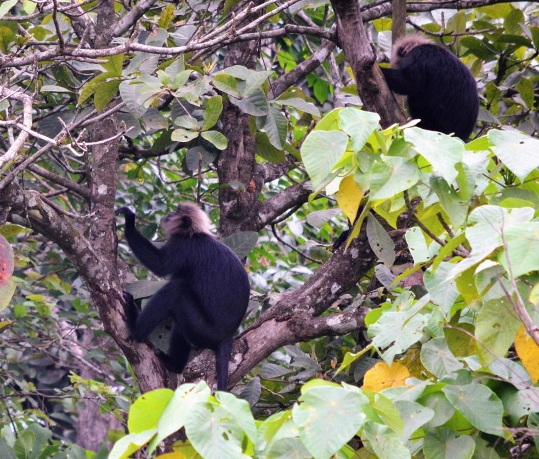 Hotel Abad Brookside Wayanad Vythiri Esterno foto